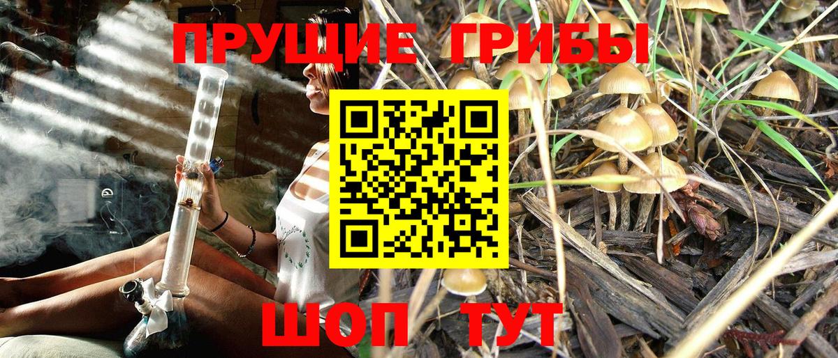 Галлюциногенные грибы Psilocybe Бердск